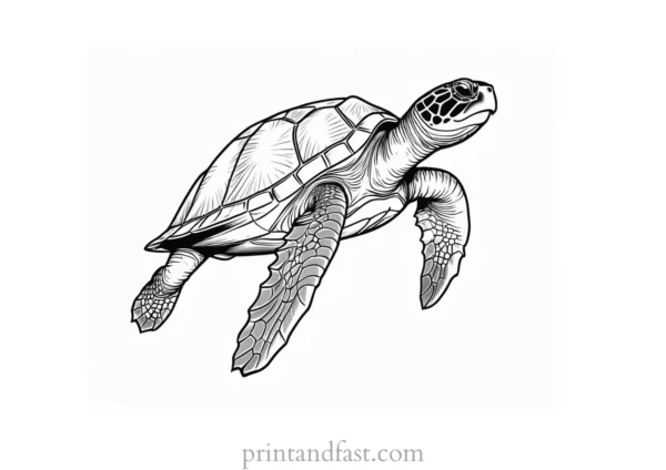 sea turtle coloring page detailed