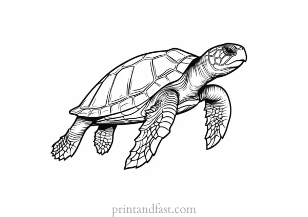 sea turtle coloring page for adults