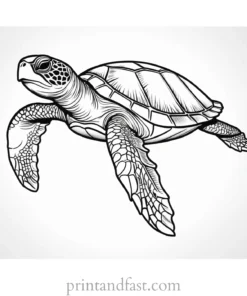 sea turtle coloring page for kids