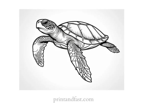 sea turtle coloring page for kids