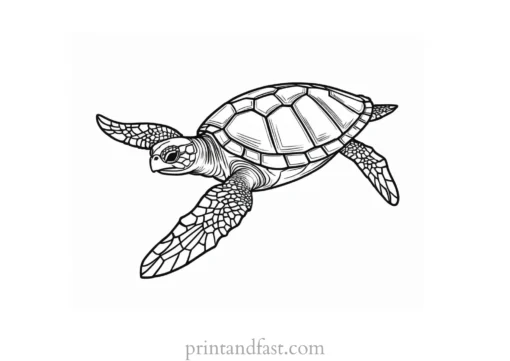 sea turtle coloring page for preschoolers