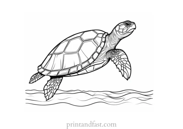 sea turtle coloring page for