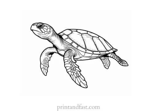 sea turtle coloring page outline