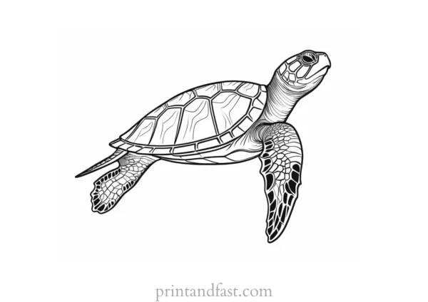 sea turtle coloring page pattern