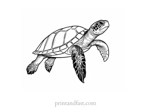 sea turtle coloring page simple