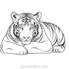 sleeping tiger coloring page