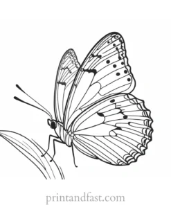 spring coloring page butterfly