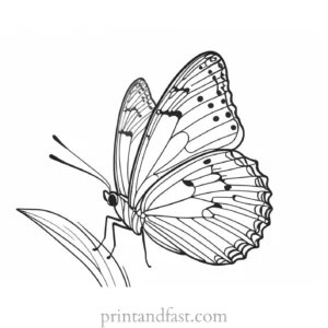 spring coloring page butterfly