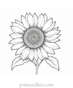 sunflower coloring page advanced