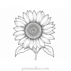 sunflower coloring page advanced