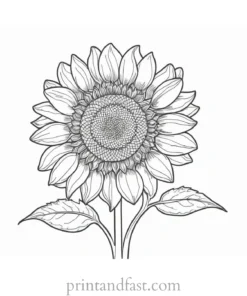 sunflower coloring page cute