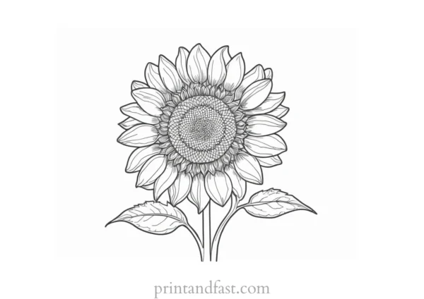 sunflower coloring page cute