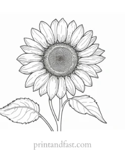 sunflower coloring page detailed