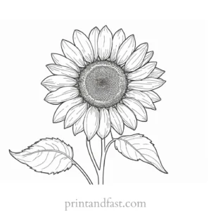 sunflower coloring page detailed