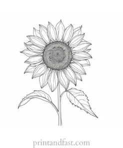 sunflower coloring page digital