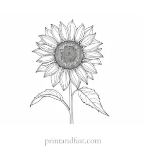 sunflower coloring page digital