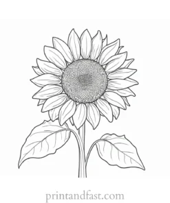 sunflower coloring page for beginners