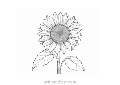 sunflower coloring page for beginners