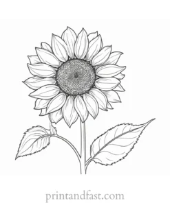 sunflower coloring page free