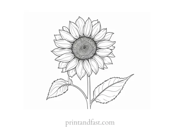 sunflower coloring page free