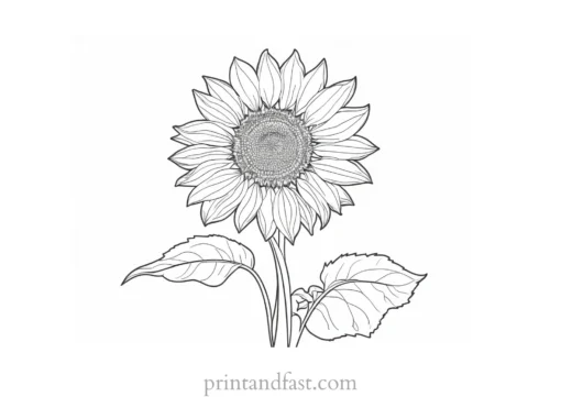 sunflower coloring page hard