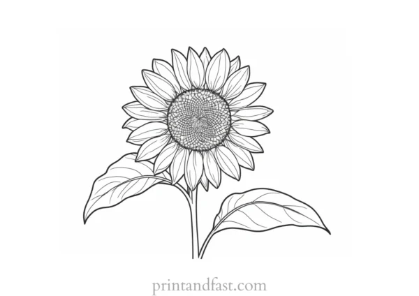 sunflower coloring page online