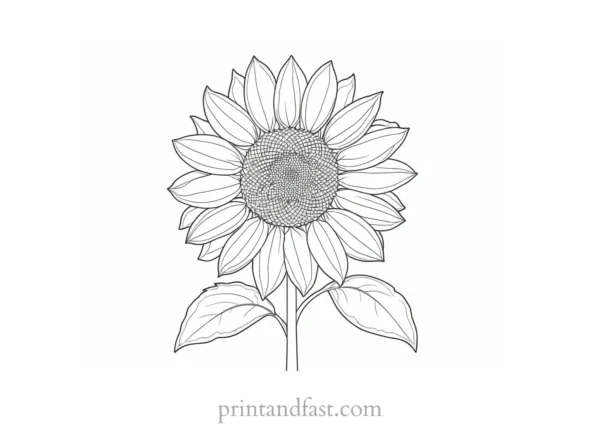 sunflower coloring page printable