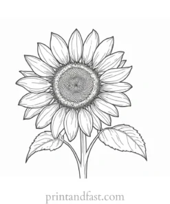 sunflower coloring page realistic