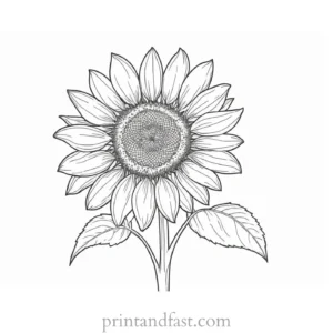 sunflower coloring page realistic