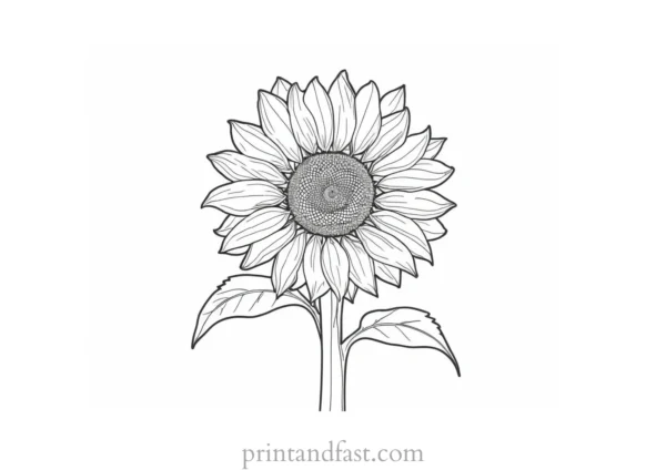 sunflower coloring page simple