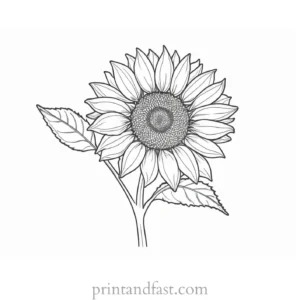 sunflower coloring page template