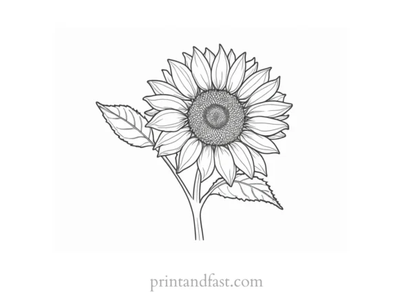 sunflower coloring page template