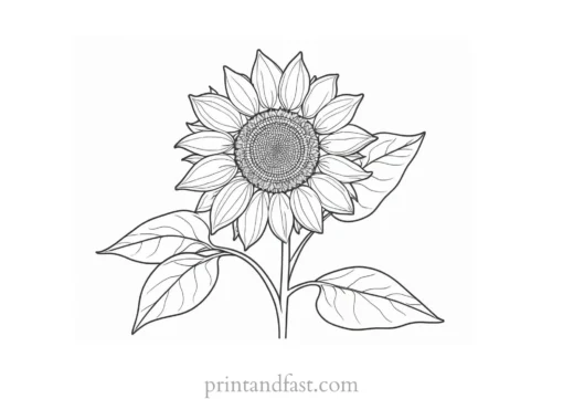 sunflower coloring page with leaves