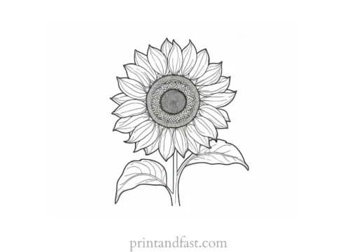 sunflower coloring page with sun