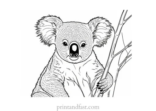 adult Koala Coloring Page