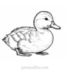 baby duck coloring page