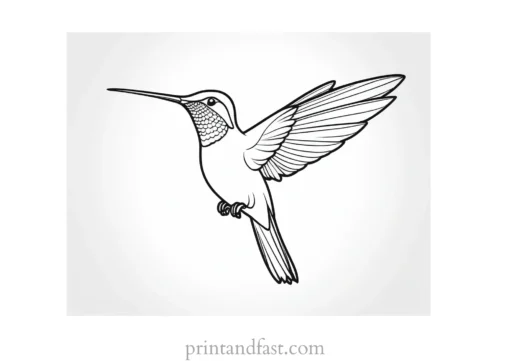 beautiful Hummingbird Coloring Page