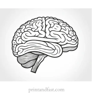 brain coloring page anatomy