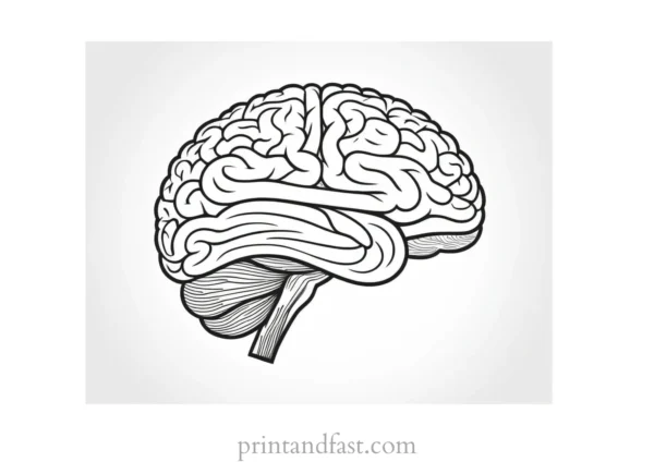 brain coloring page anatomy