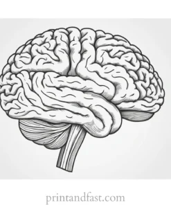 brain coloring page detailed