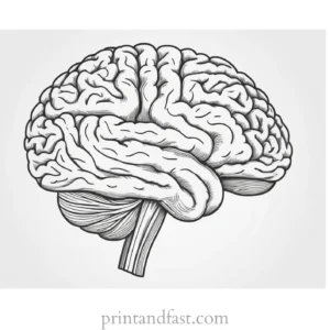 brain coloring page detailed