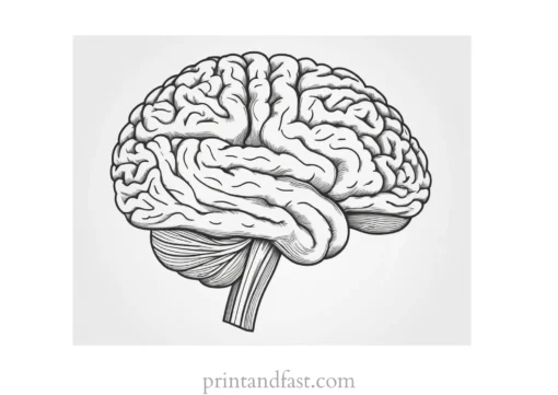 brain coloring page detailed