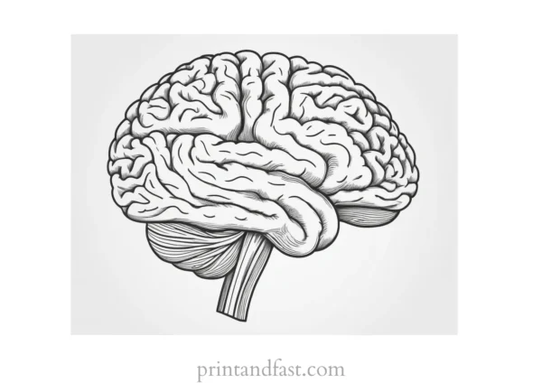 brain coloring page detailed