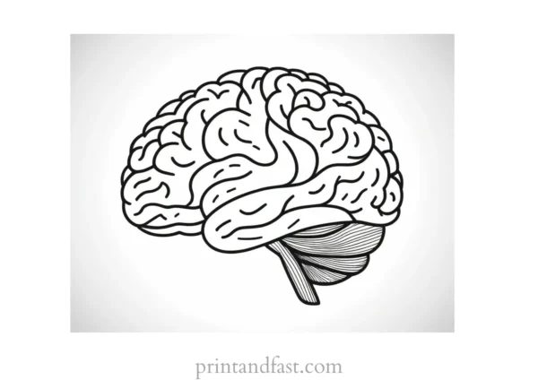 brain coloring page easy