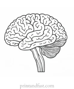 brain coloring page educational