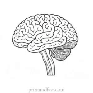 brain coloring page educational