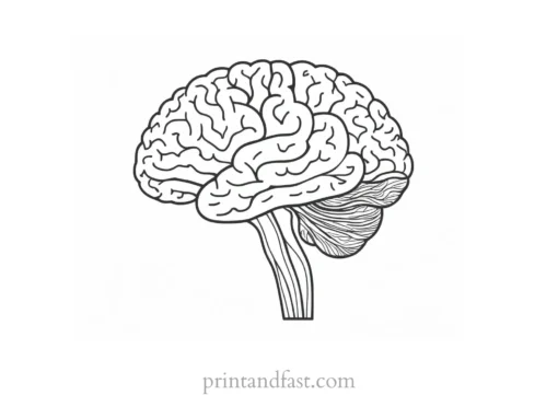 brain coloring page educational