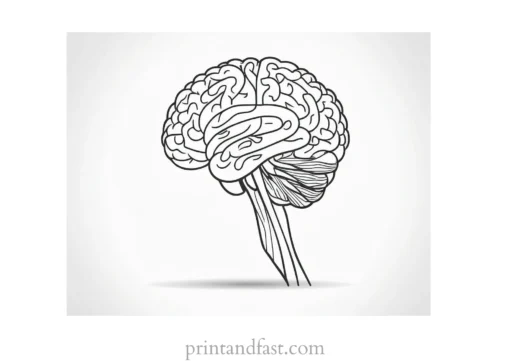 brain coloring page for adults