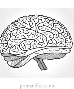 brain coloring page for learning