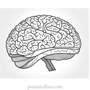 brain coloring page for learning